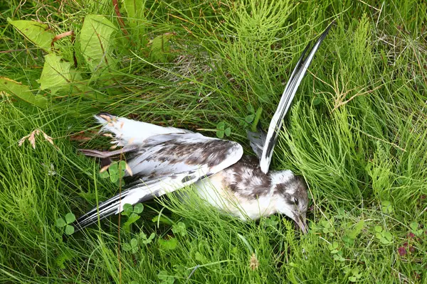 Yeşil Çimlerde Ölü Kuş Stok Resim