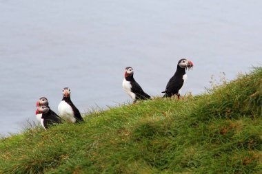 Vahşi doğada Atlantik martıları, gündüz görüşü  
