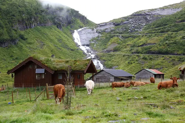 Bovini Prato Verde Norvegia Vista Diurna — Foto Stock