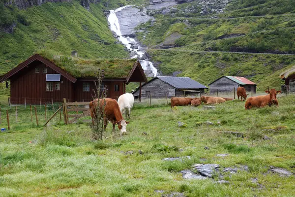 挪威绿色草地上的牛群 白天的景色 — 图库照片
