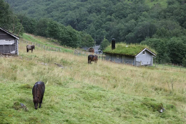 Pferd Und Scheune Nahe Fresvik Horse Barn Nära Fresvik Equus — Stockfoto