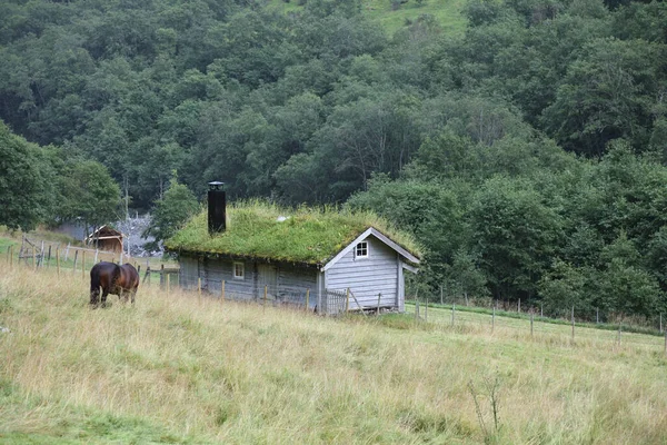 Pferd Und Scheune Nahe Fresvik Horse Barn Fresvik Equus Caballus — ストック写真