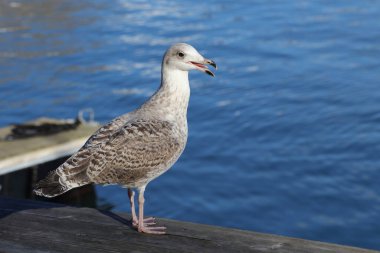 Genç, sarı bacaklı martı Larus Michael Hellis, Atlantik Okyanusu geçmişi.