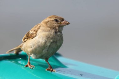 Ev serçesi yakın çekim 