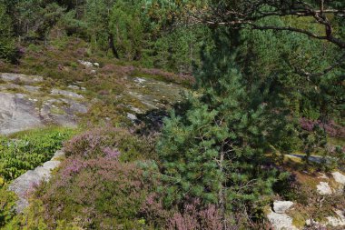 Nordrevik und Vadheim, Norveç yakınlarındaki Rock 'ın gündüz görüntüsü 