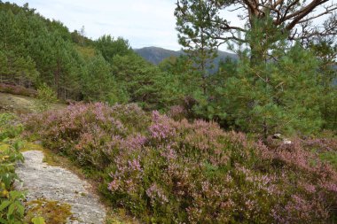 Nordrevik und Vadheim, Norveç yakınlarındaki Rock 'ın gündüz görüntüsü 