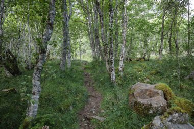 Norveç, Fresvik yakınlarındaki Manzaranın Gündüz Manzarası 