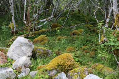 Norveç, Fresvik yakınlarındaki Manzaranın Gündüz Manzarası 