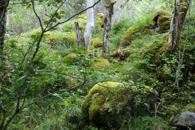 Norveç, Fresvik yakınlarındaki Manzaranın Gündüz Manzarası 