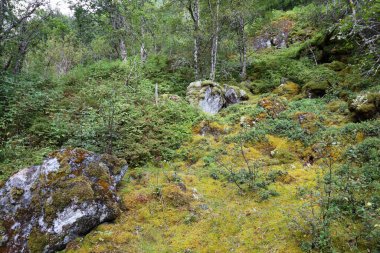 Norveç, Fresvik yakınlarındaki Manzaranın Gündüz Manzarası 