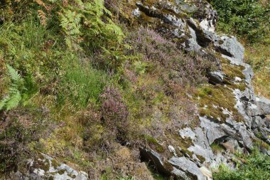 Kayalık dağda renkli bitkiler