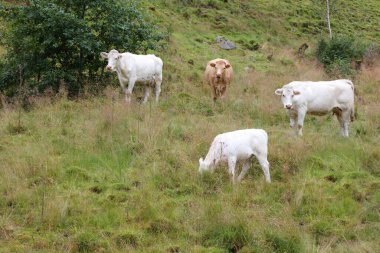 Norveç 'teki yeşil çayır sığırları, gündüz görüşü 