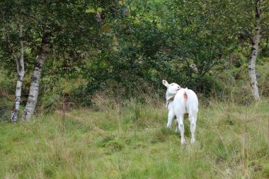 Norveç 'teki yeşil çayır sığırları, gündüz görüşü 