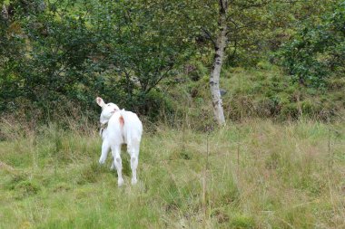Norveç 'teki yeşil çayır sığırları, gündüz görüşü 