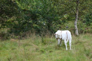 Norveç 'teki yeşil çayır sığırları, gündüz görüşü 