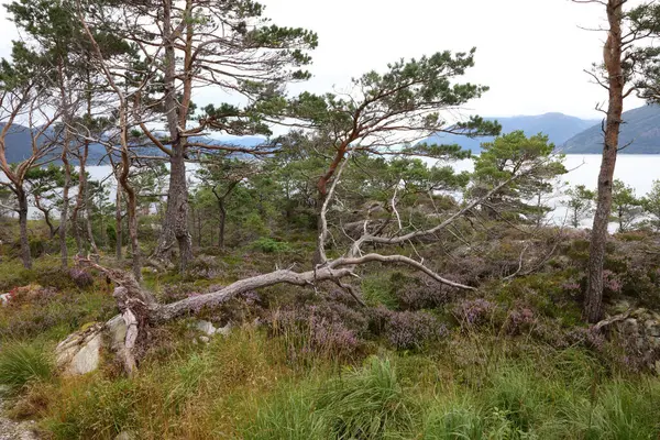 Día Árboles Viejos Noruega Naturaleza — Foto de Stock