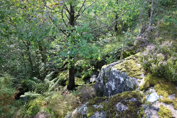 Uitzicht Rock Bij Nordrevik Und Vadheim Noorwegen — Stockfoto