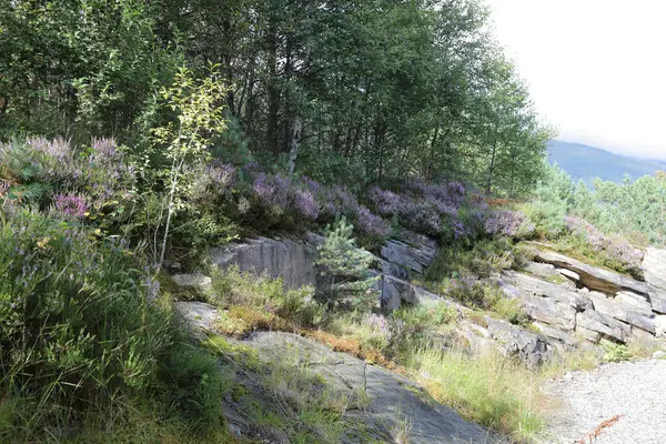 Uitzicht Rock Bij Nordrevik Und Vadheim Noorwegen — Stockfoto
