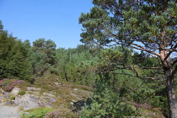 Vue Jour Rock Près Nordrevik Und Vadheim Norvège — Photo