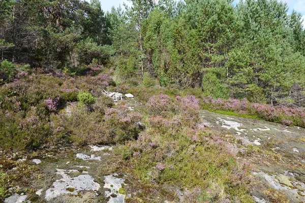 Nordrevik und Vadheim, Norveç yakınlarındaki Rock 'ın gündüz görüntüsü 