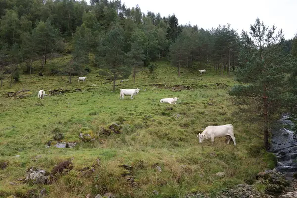 Rinder Auf Der Grünen Wiese Bei Norwegen Tagesblick — Stockfoto