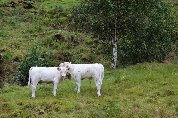 Nötkreatur Grön Äng Vid Norge Dagtid Utsikt — Stockfoto