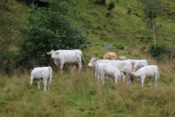 Rinder Auf Der Grünen Wiese Bei Norwegen Tagesblick — Stockfoto