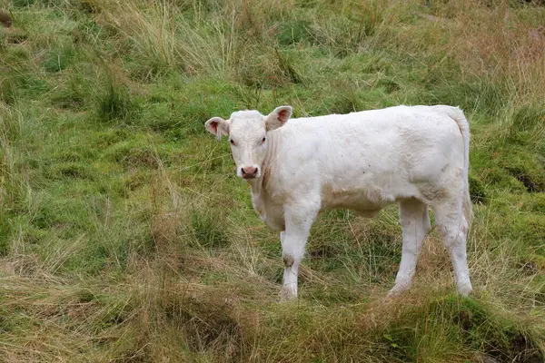 Cattles Pré Vert Norvège Vue Jour — Photo