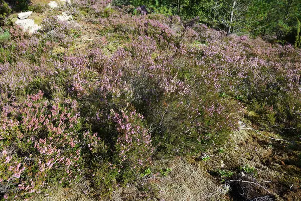 Kayalık Dağda Renkli Bitkiler Telifsiz Stok Imajlar