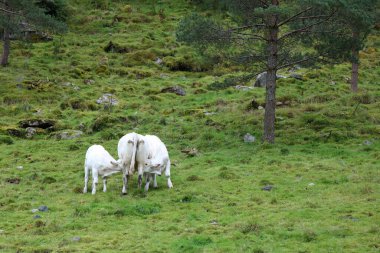 Norveç 'teki yeşil çayır sığırları, gündüz görüşü 