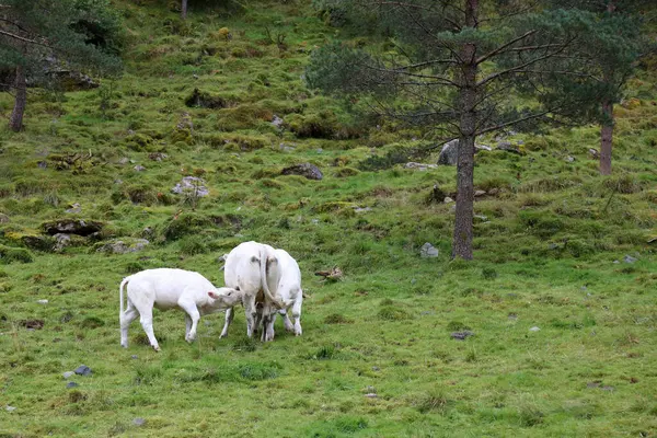 Norveç Teki Yeşil Çayır Sığırları Gündüz Görüşü — Stok fotoğraf