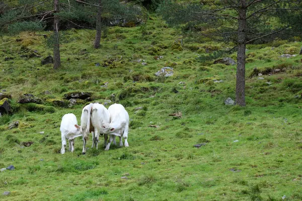 Koty Zielonej Łące Norwegii Widok Dzienny — Zdjęcie stockowe