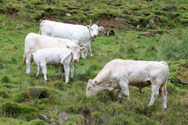 Rinder Auf Der Grünen Wiese Bei Norwegen Tagesblick — Stockfoto