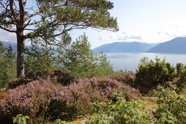 Scenic Nature View Sognefjorden Fresvik Norway — Stock Photo, Image