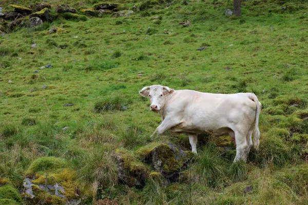 挪威绿色草地上的牛群 白天的景色 图库照片
