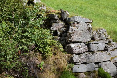 Yeşil bitkilerle harap olmuş taş duvar