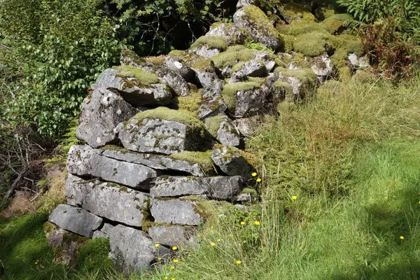 Ruinierte Steinmauer Mit Grünen Pflanzen — Stockfoto