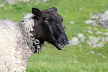 Gündüz vakti dağlarda otlayan koyunlar 
