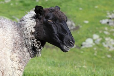 Gündüz vakti dağlarda otlayan koyunlar 