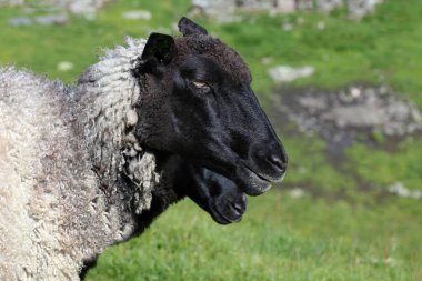 Gündüz vakti dağlarda otlayan koyun sürüsü 