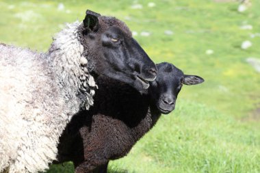 Gündüz vakti dağlarda otlayan koyun sürüsü 