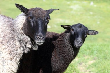 Gündüz vakti dağlarda otlayan koyun sürüsü 