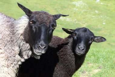 Gündüz vakti dağlarda otlayan koyun sürüsü 