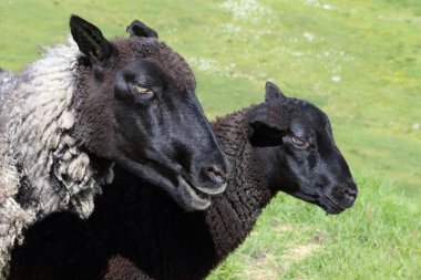 Gündüz vakti dağlarda otlayan koyun sürüsü 