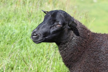 Gündüz vakti dağlarda otlayan koyunlar 