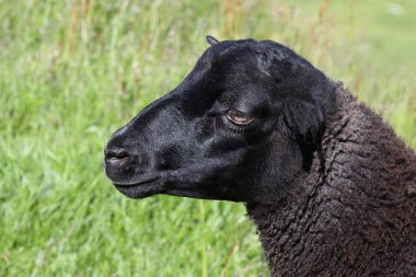 Gündüz vakti dağlarda otlayan koyunlar 