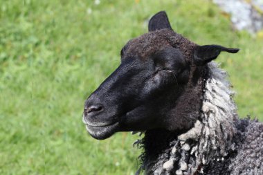 Gündüz vakti dağlarda otlayan koyunlar 