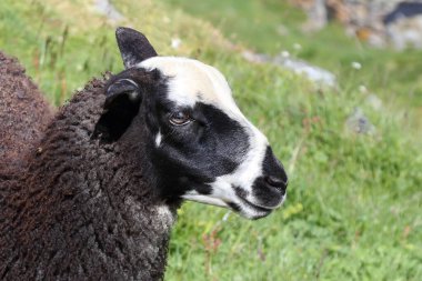 Gündüz vakti dağlarda otlayan koyunlar 