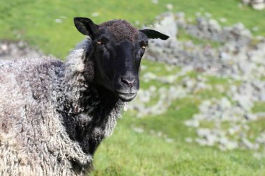 Gündüz vakti dağlarda otlayan koyunlar 