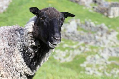 Gündüz vakti dağlarda otlayan koyunlar 